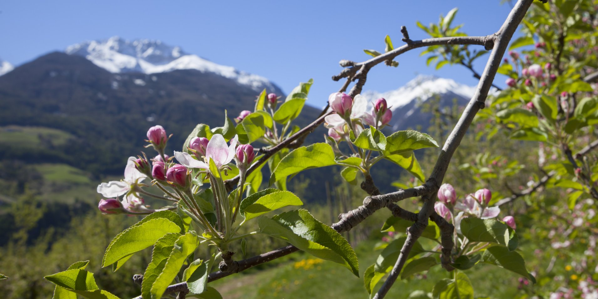 Apple blossom in the Vinschgau Valley