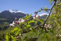 Apple blossom in the Vinschgau Valley